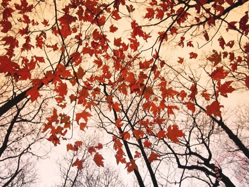 Red Maple And Autumn Sky painting - Raymond Gehman Red Maple And Autumn Sky Art Print