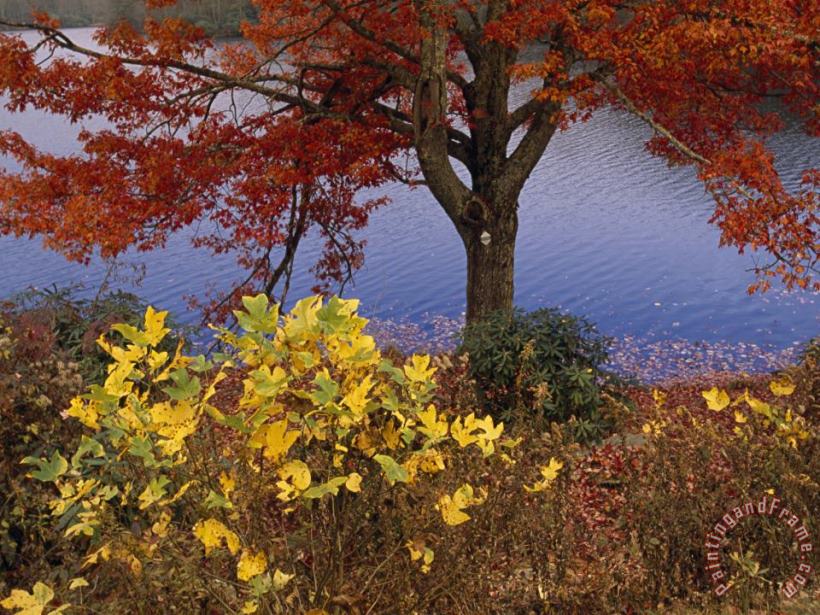 Red Maple Tree And Sycamore Sapling at Lake S Edge painting - Raymond Gehman Red Maple Tree And Sycamore Sapling at Lake S Edge Art Print