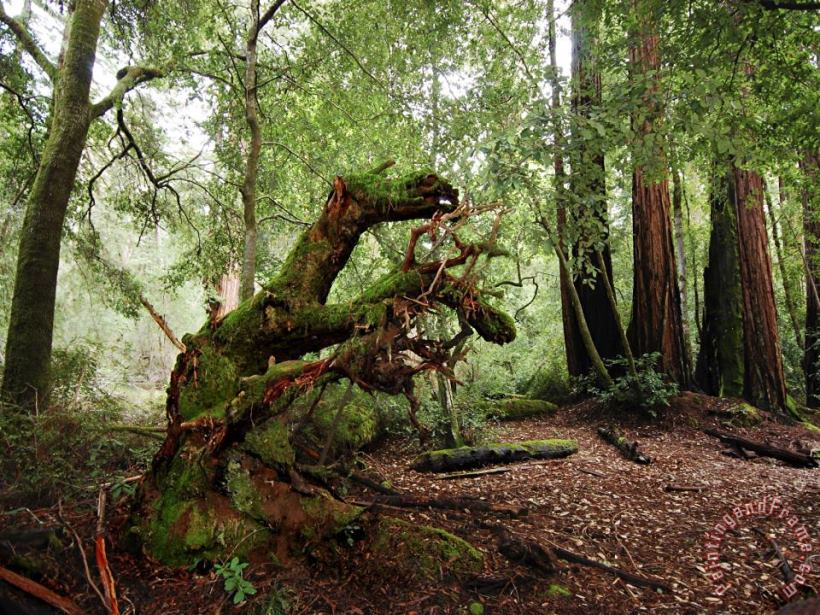 Redwoods in Big Basin State Park California painting - Raymond Gehman Redwoods in Big Basin State Park California Art Print