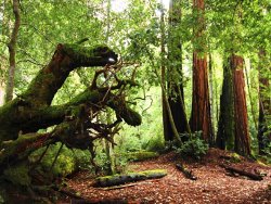 Raymond Gehman Redwoods in Big Basin State Park California