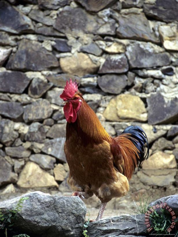 Raymond Gehman Rooster with Stone Wall Behind Yang River Canyon Shaoguan Area Art Print