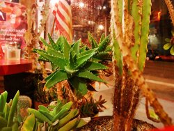 Raymond Gehman San Francisco City Street Seen From Pizzeria Window Lined with Cacti