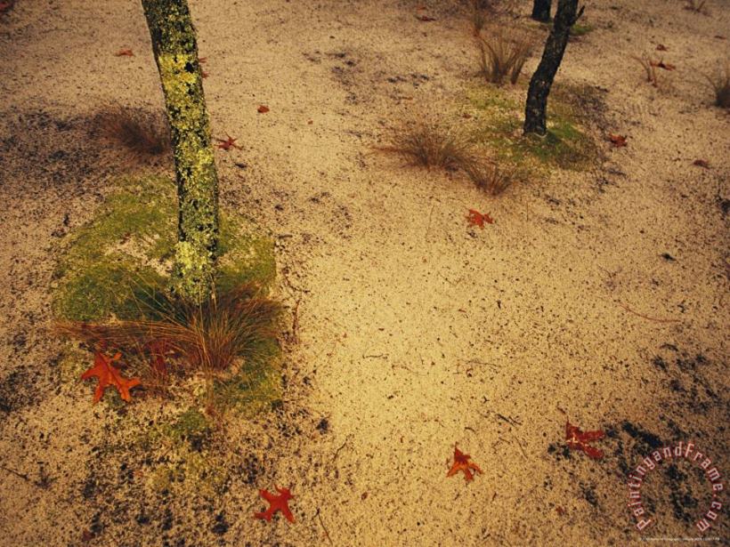 Raymond Gehman Sandy Ground with Moss Covered Tree Trunk Orange Leaves And Grass Near Lake Waccamaw Art Print