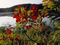Raymond Gehman Scarlet Sumac Branches Along The Shores of Hematite Lake