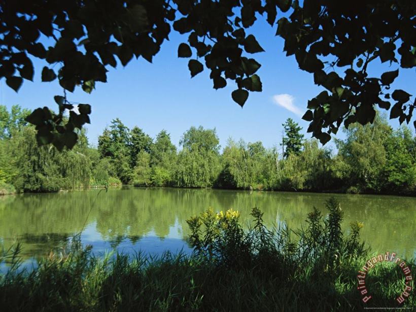 Raymond Gehman Scenic View of a Woodland Pond Or Lake Art Print