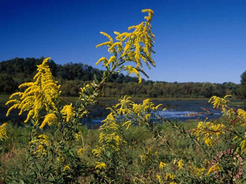 Scenic View of Goldenrod Flowers And Waterways painting - Raymond Gehman Scenic View of Goldenrod Flowers And Waterways Art Print