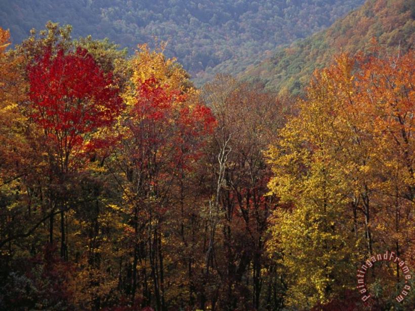 Raymond Gehman Scenic View of Tree Coverd Hills in Autumn Hues Art Print