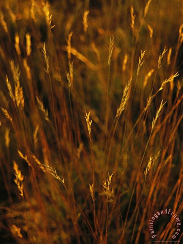 Seed Heads Top Golden Grasses painting - Raymond Gehman Seed Heads Top Golden Grasses Art Print