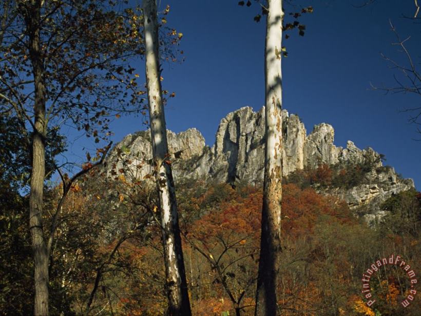 Seneca Rocks 900 Feet High with Trees in Autumn Hues painting - Raymond Gehman Seneca Rocks 900 Feet High with Trees in Autumn Hues Art Print