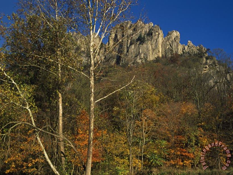Seneca Rocks with Trees in Autumn Hues painting - Raymond Gehman Seneca Rocks with Trees in Autumn Hues Art Print