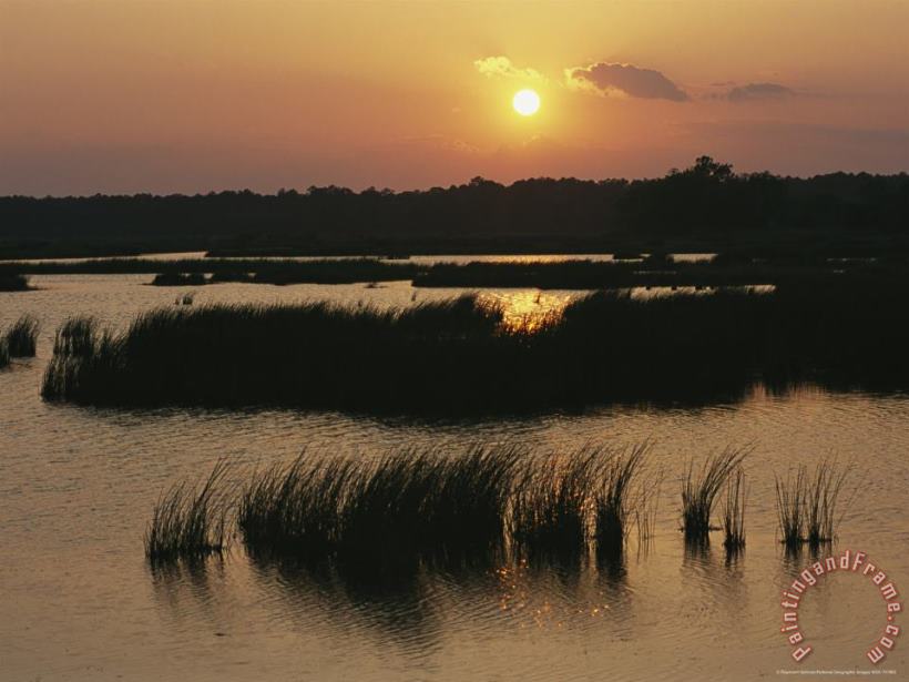 Silhouetted Aquatic Grasses at Twilight in a Wetland painting - Raymond Gehman Silhouetted Aquatic Grasses at Twilight in a Wetland Art Print