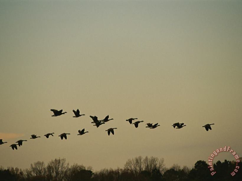 Silhouetted Canada Geese Flying in Formation at Twilight painting - Raymond Gehman Silhouetted Canada Geese Flying in Formation at Twilight Art Print