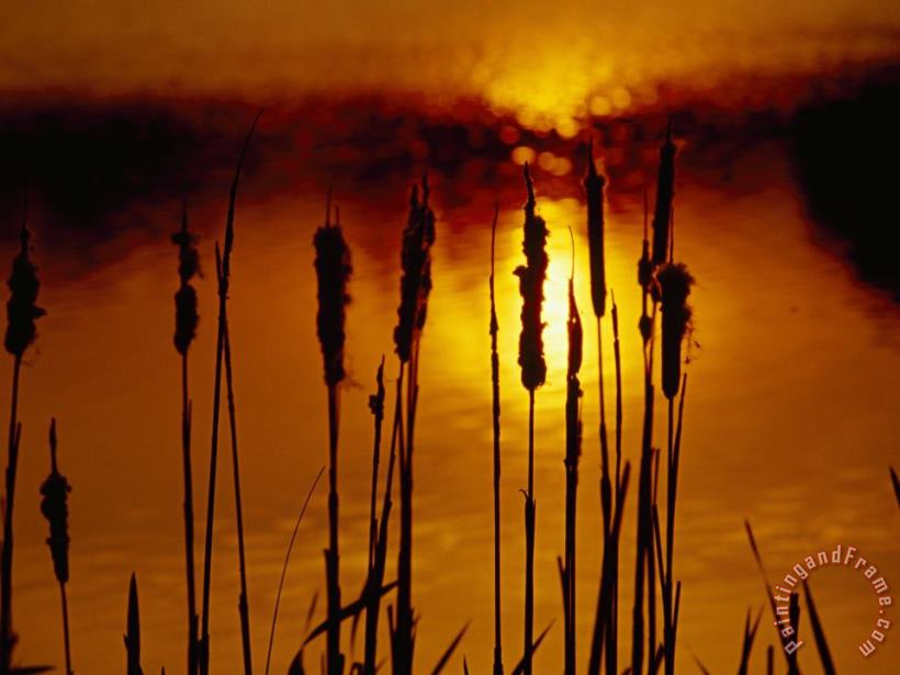 Raymond Gehman Silhouetted Cattails And Sunlight on The Water at Sunset Art Print