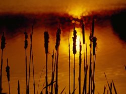 Raymond Gehman Silhouetted Cattails And Sunlight on The Water at Sunset