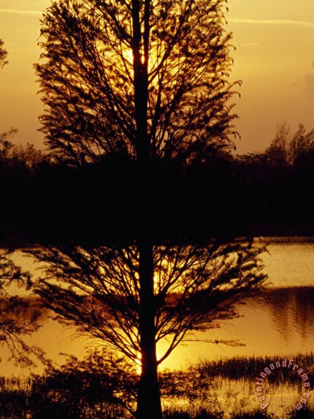 Silhouetted Cypress Tree at Sunset painting - Raymond Gehman Silhouetted Cypress Tree at Sunset Art Print
