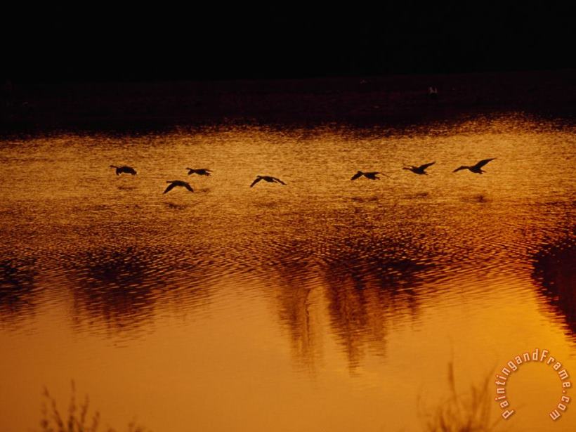 Silhouetted Geese Taking Off From Lake Nevin at Sunset painting - Raymond Gehman Silhouetted Geese Taking Off From Lake Nevin at Sunset Art Print
