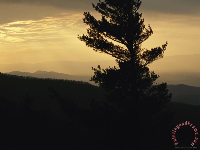 Raymond Gehman Silhouetted Pine Tree And Mountain Ridges at Sunset Art Print