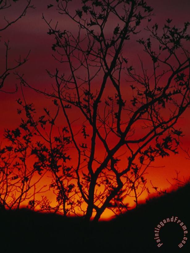 Silhouetted Tree And Blazing Sky at Sunset Over Blue Ridge Mountains painting - Raymond Gehman Silhouetted Tree And Blazing Sky at Sunset Over Blue Ridge Mountains Art Print