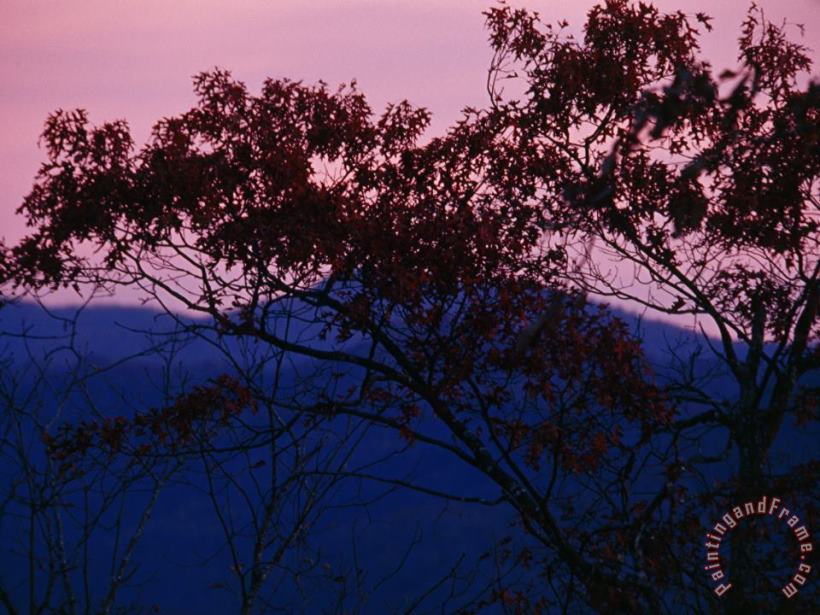 Silhouetted Tree And Sunset Over The Blue Ridge Mountains painting - Raymond Gehman Silhouetted Tree And Sunset Over The Blue Ridge Mountains Art Print
