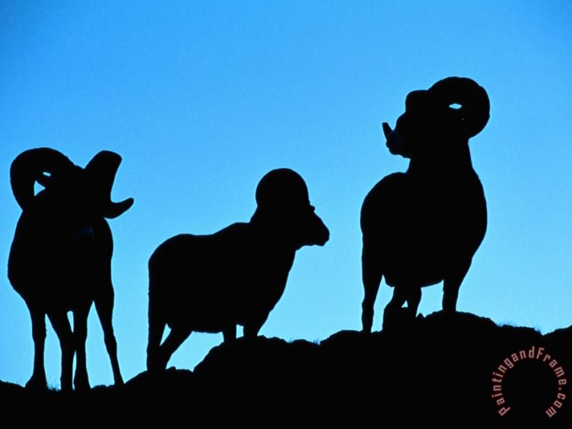 Silhouettes of a Trio of Bighorn Rams painting - Raymond Gehman Silhouettes of a Trio of Bighorn Rams Art Print