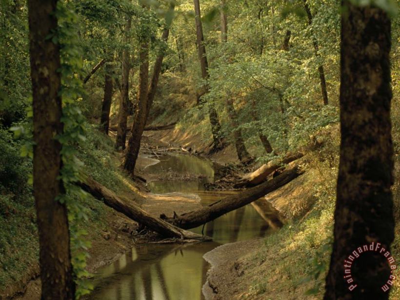 Small Creek Through a Forest Along a Mammoth Cave Nature Trail painting - Raymond Gehman Small Creek Through a Forest Along a Mammoth Cave Nature Trail Art Print