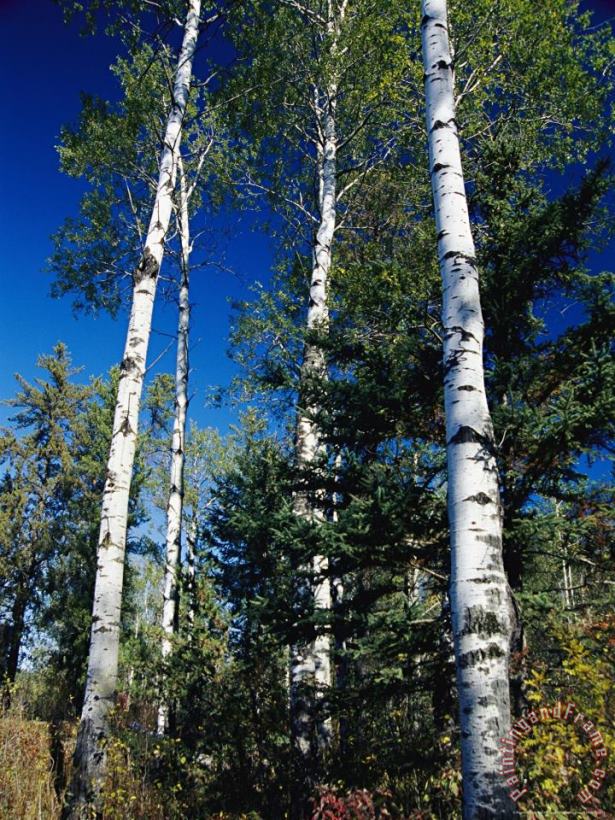 Raymond Gehman Soaring Aspen Trees in Whiteshell Provincial Park Art Painting