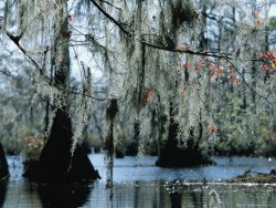 Raymond Gehman Spanish Moss Hanging From The Branches of Bald Cypress Trees
