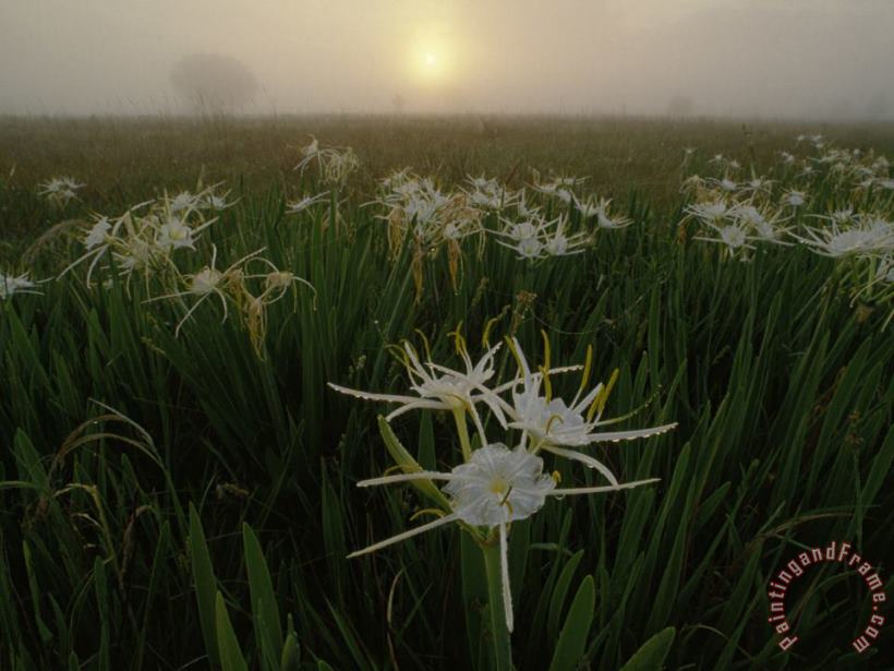 Raymond Gehman Spider Lilies Thriving on a Tallgrass Coastal Prairie Art Print
