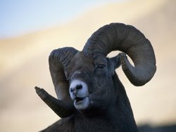 Raymond Gehman Spiral Horns of a Bighorn Sheep in Banff National Park Canada