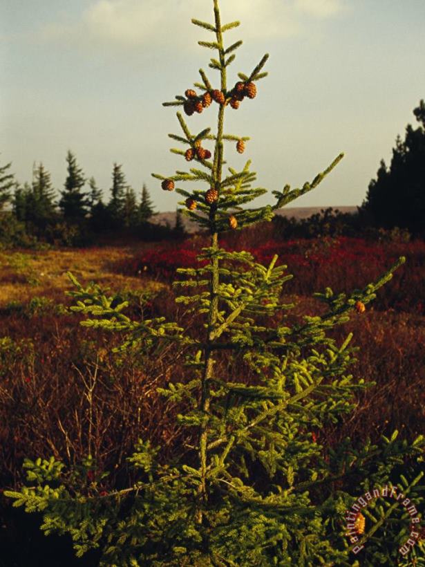 Raymond Gehman Spruce Tree with Cones Near The Top Art Print
