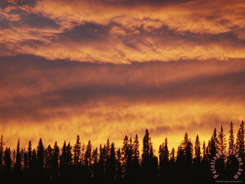 Raymond Gehman Spruce Trees Are Silhouetted by The Sunset Near The Mackenzie River Art Print
