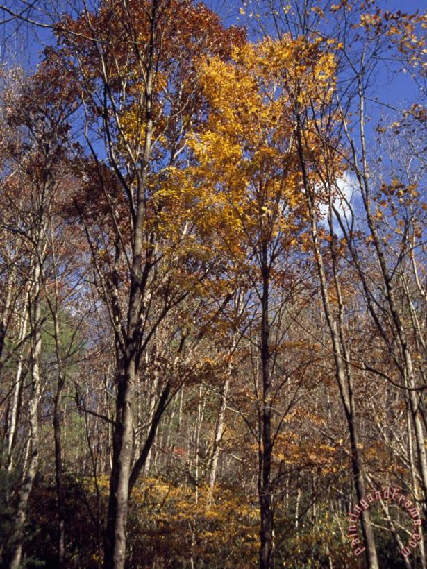 Raymond Gehman Stand of Partially Denuded Trees And Others with Clinging Autumn Hues Art Painting