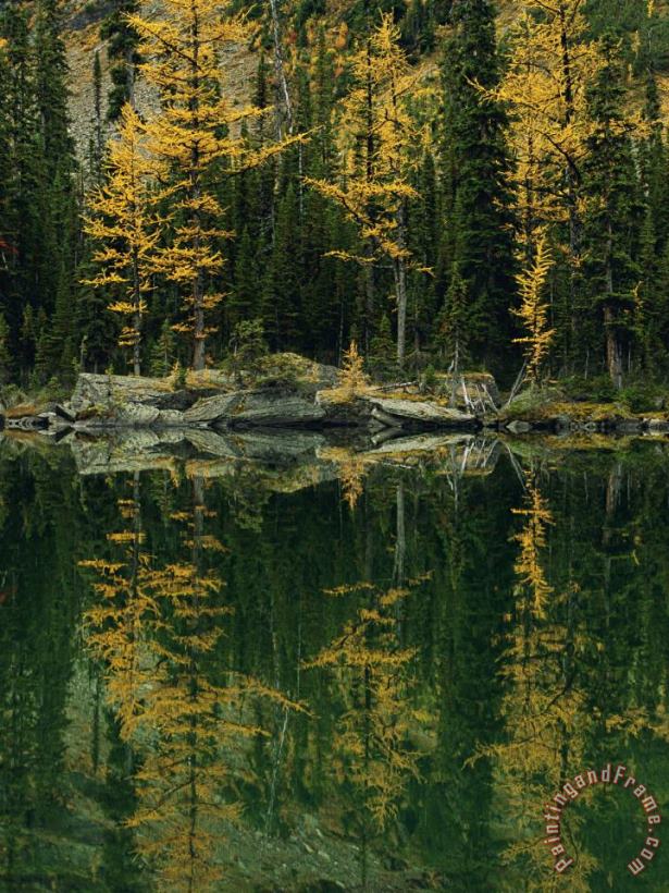 Raymond Gehman Subalpine Larches Displaying Fall Colors Are Reflected in Mary Lake Art Print