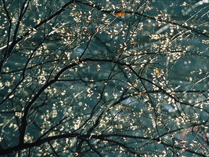 Raymond Gehman Sunlight Illuminates Tree Leaves Along Otter Lake Art Print