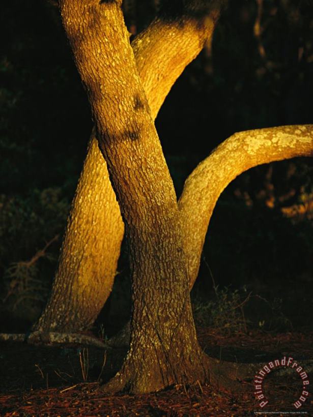 Raymond Gehman Sunlight on Live Oak Tree Trunks Art Painting