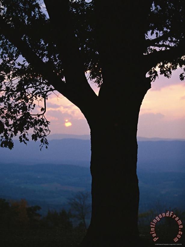 Raymond Gehman Sunset And Silhouetted Oak Over The Shenandoah Valley Dickeys Ridge Visitors Center Art Painting