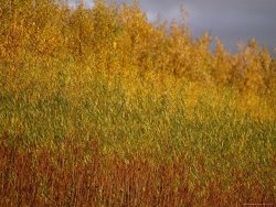 Raymond Gehman Sunset Illuminates The Autumn Colors of Willow Trees