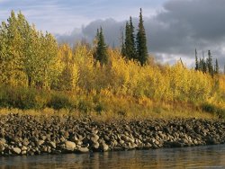 Raymond Gehman Sunset Shines on Birch And Willow Trees Along The Ramparts River