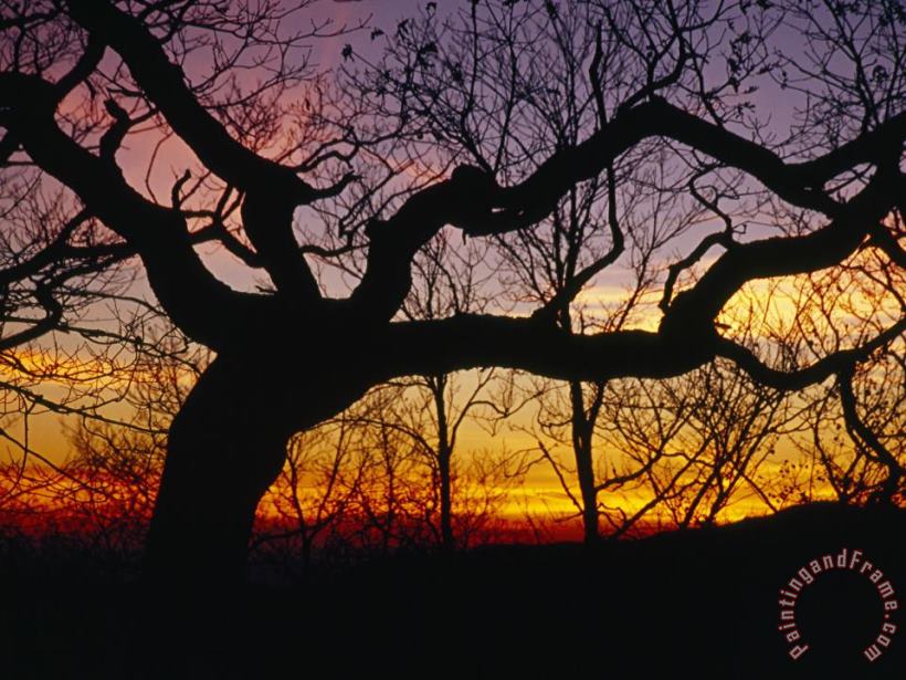 Sunset Through Silhouetted Oak Trees painting - Raymond Gehman Sunset Through Silhouetted Oak Trees Art Print