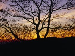 Raymond Gehman Sunset Through Silhouetted Trees