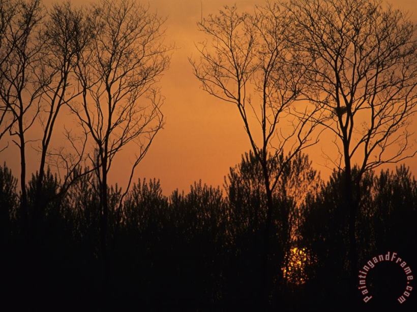 Raymond Gehman Sunset Through Trees by Bohai Sea Qinhuangdao Hebei Province Art Print