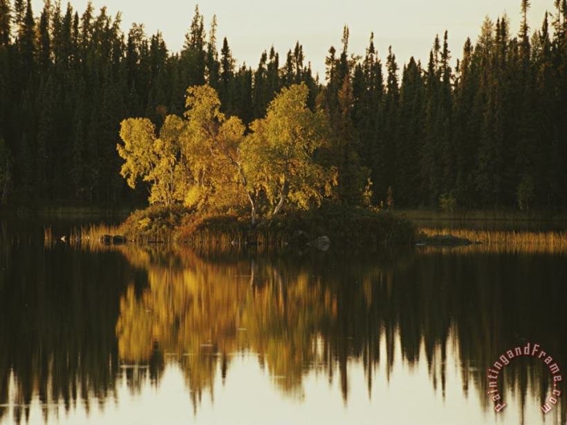 Raymond Gehman Surrounding Forest Is Reflected in The Still Lake Art Print
