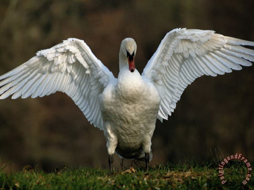 Swan with Its Wings Spread painting - Raymond Gehman Swan with Its Wings Spread Art Print