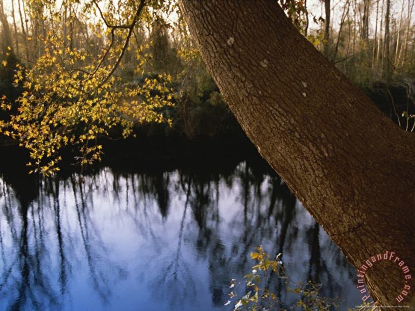 Raymond Gehman Sweet Gum Tree Leaning Over The Dismal Swamp Canal Art Print