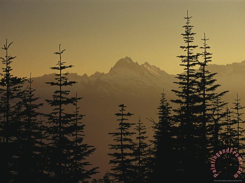 Raymond Gehman Tall Fir Trees Are Silhouetted Against a Snowy Mountain Range Art Print