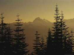 Raymond Gehman Tall Fir Trees Are Silhouetted Against a Snowy Mountain Range