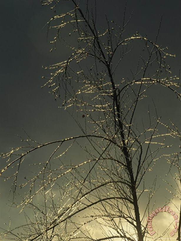 Raymond Gehman The Frozen Branches of a Small Tree Sparkle in The Sunlight Waynesboro Pennsylvania Art Print