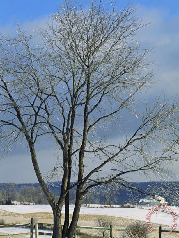 Raymond Gehman The Frozen Branches of a Tree Sparkle in The Sunlight Waynesboro Pennsylvania Art Painting
