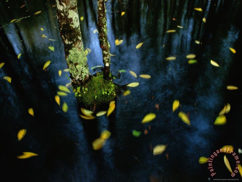 Raymond Gehman The Slow Waters of Wetlands Stir Fallen Leaves Around a Stationary Tree Art Painting