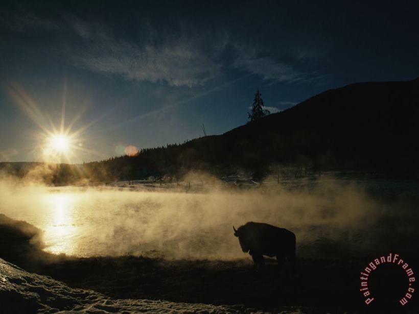 The Sun Sets Over a Silhouetted Bison Standing Near a Hotspring painting - Raymond Gehman The Sun Sets Over a Silhouetted Bison Standing Near a Hotspring Art Print
